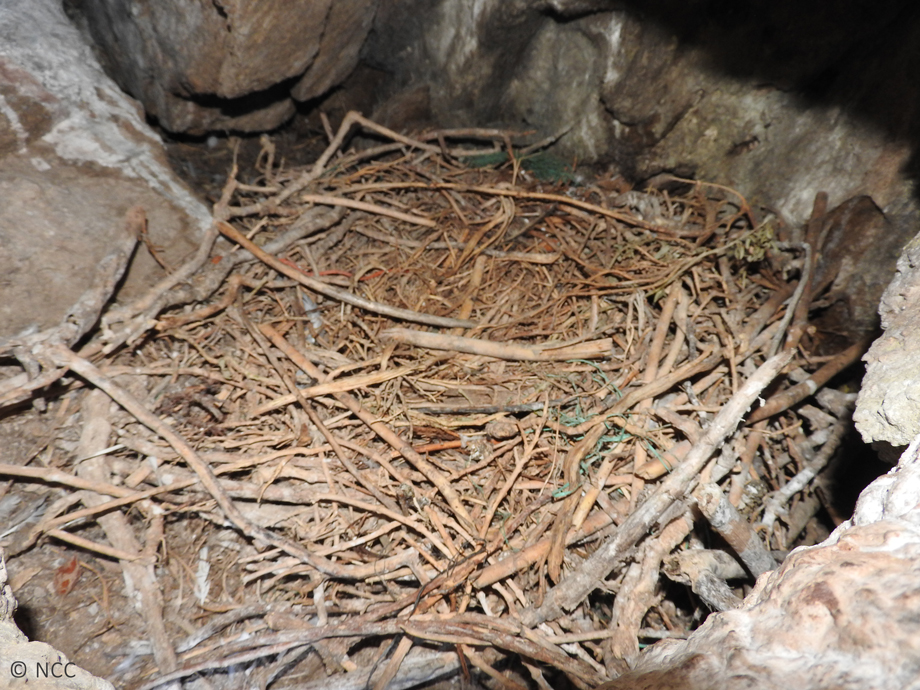 Mediterranean Shags Nest’s check for plastics & cleaning of islets