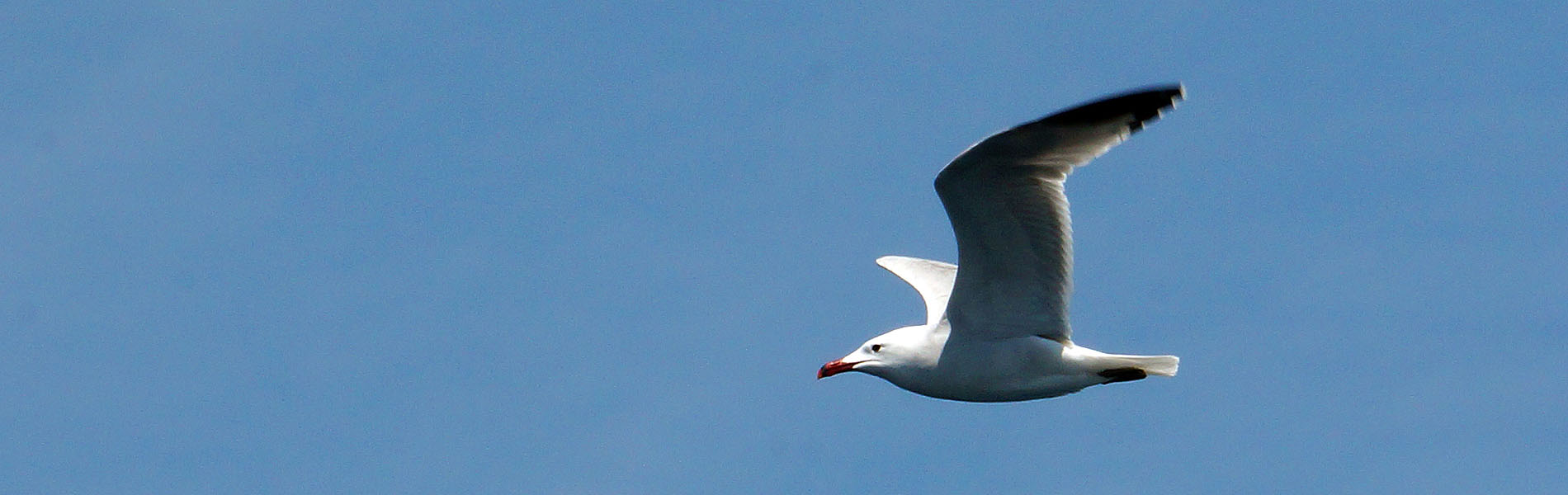 Audouin’s Gull