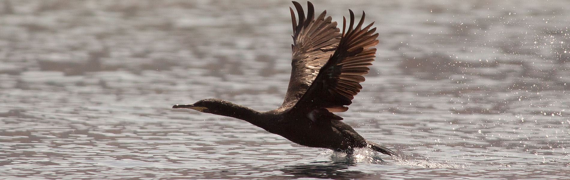 Mediterranean Shag