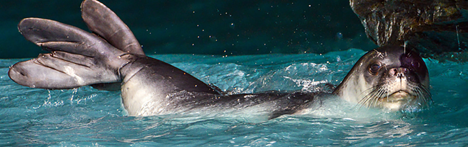 Mediterranean Monk Seal