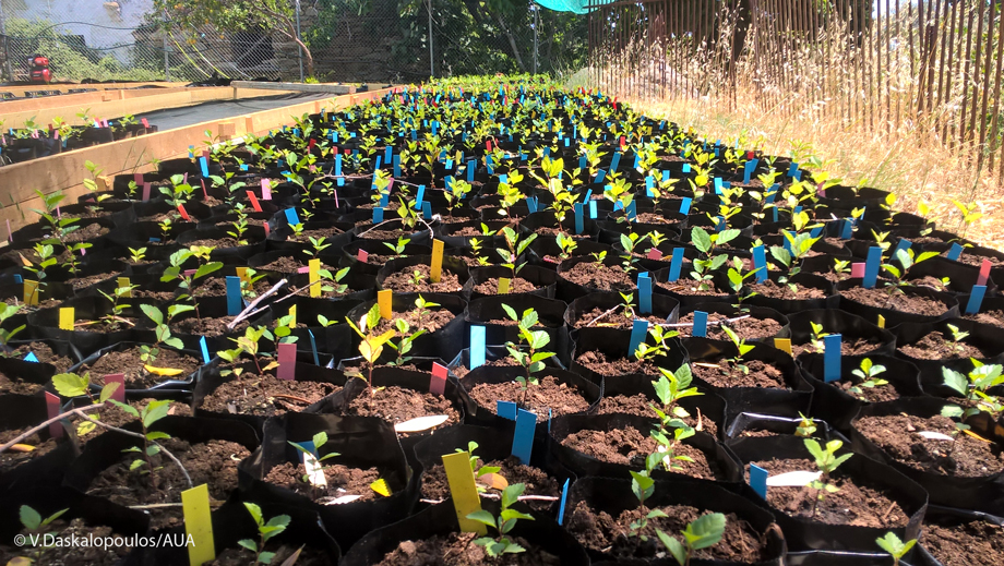 Relocation of alder seedlings to Agadaki Estate