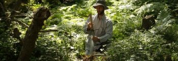 Sampling in alder forests