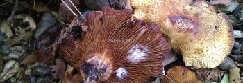 Initiation of mushroom and plant collection from alder forests