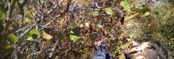 Collection of alder seeds