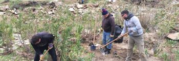 The first phase of tree planting in the alder forests of Andros Island has been completed