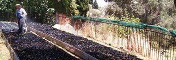 8,000 alder seedlings transplanted to Agadaki Estate, Andros Island