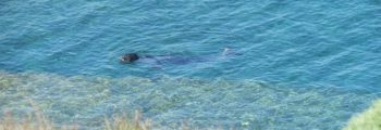 Release of thematic newsletter – Mediterranean monk seals of Andros Island