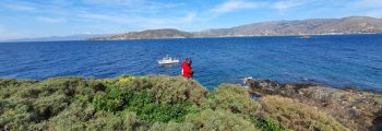 Visit to Mediterranean shag colonies