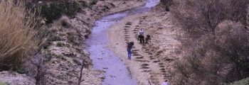 Planting of 8,000 alders on Andros Island